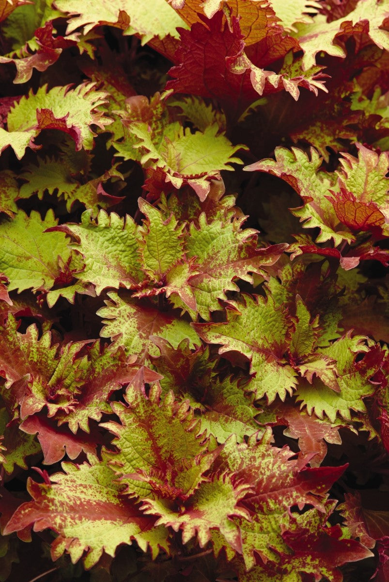 Coleus scutellarioides - HENNA - Painted Nettle