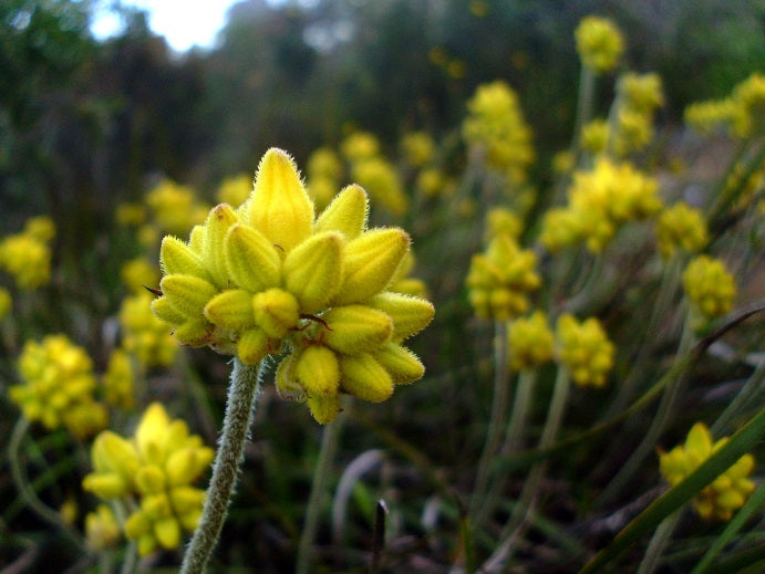 Conostylis aculeata - Prickly Conostylis Tubestock