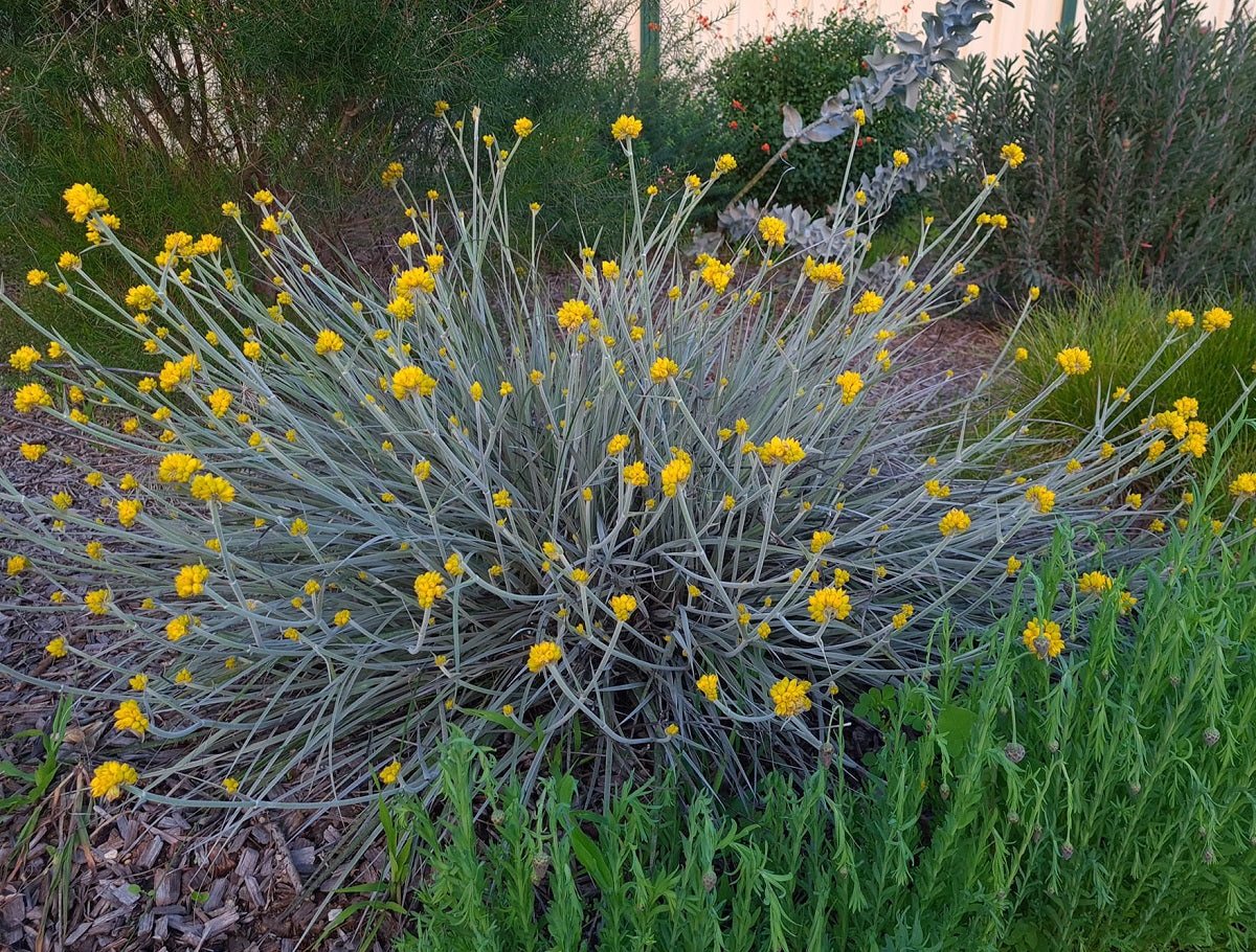 Conostylis candicans - Grey Cottonheads