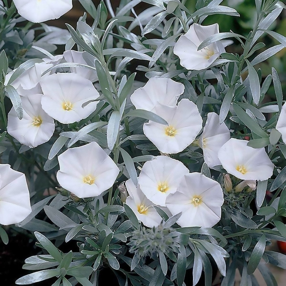 Convolvulus cneorum - Silverbush