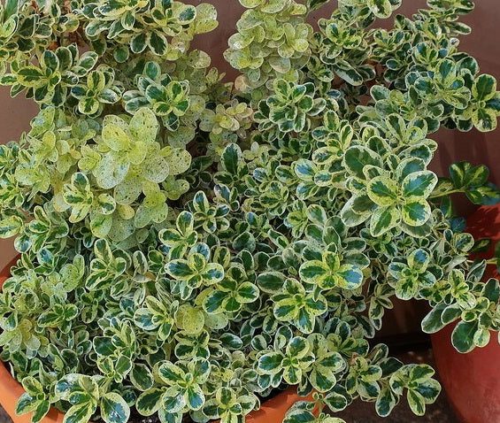 Coprosma repens - MARBLE QUEEN - Mirror Bush