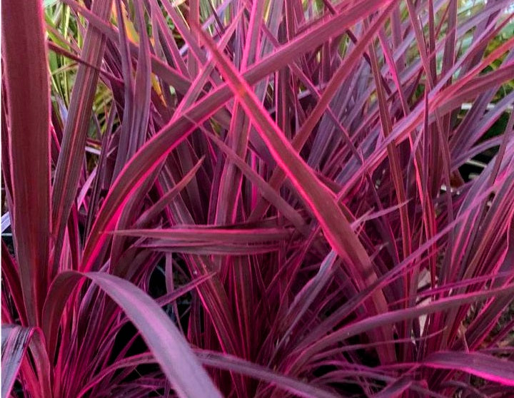 electric pink dracaena Cordyline banksii - ELECTRIC PINK