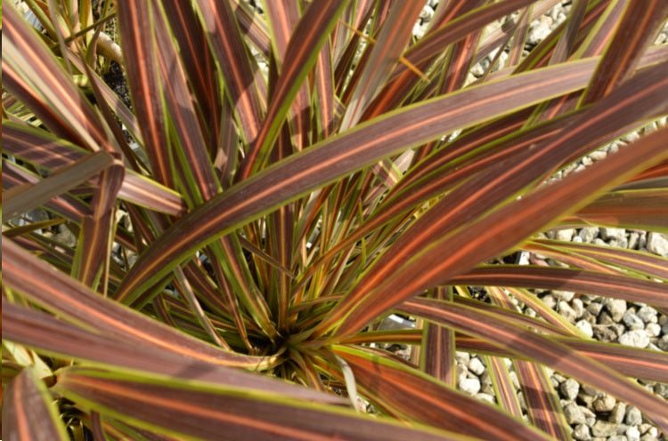 Cordyline banksii - ELECTRIC STAR - Ti Ngahere