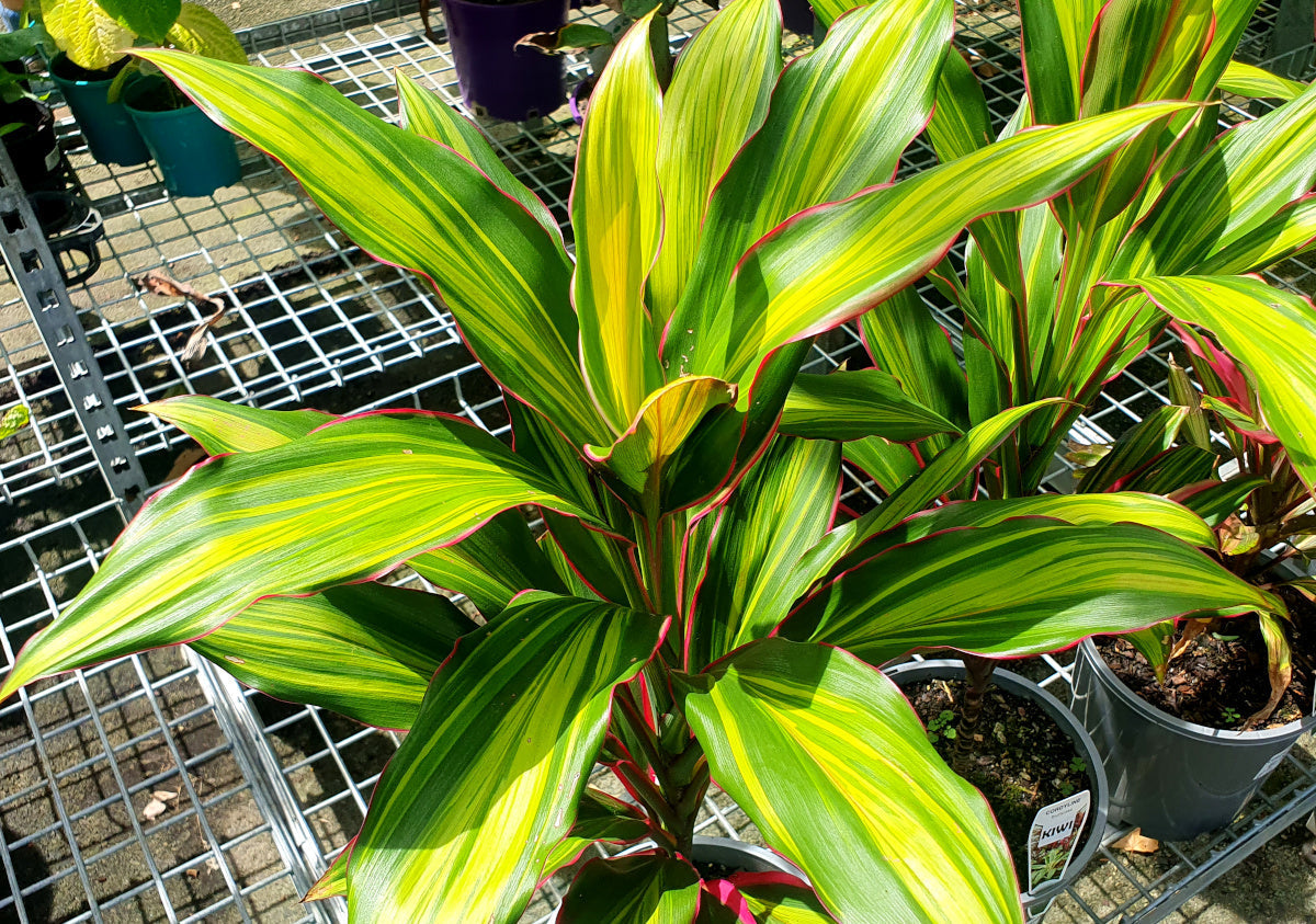 Cordyline fruticosa - KIWI - Ti Plant