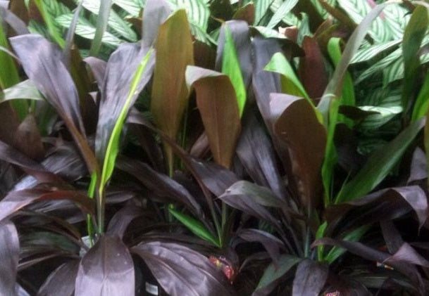 Cordyline fruticosa - NEGRA - Ti Plant