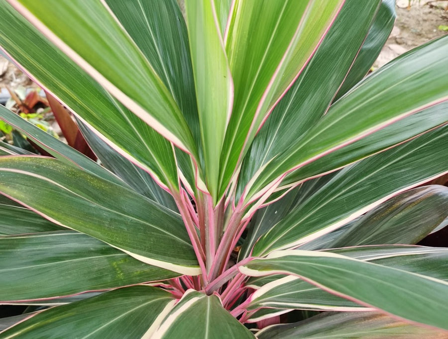 Cordyline fruticosa - PINK DIAMOND - Ti Plant