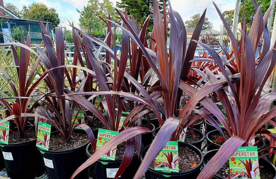 Cordyline obtecta - SUPERSTAR - Norfolk Ti Plant