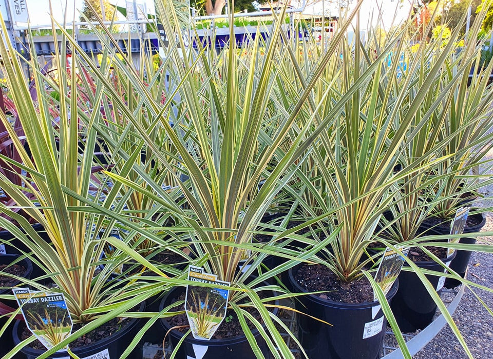 Cordyline australis - TORBAY DAZZLER - Ti Kouka