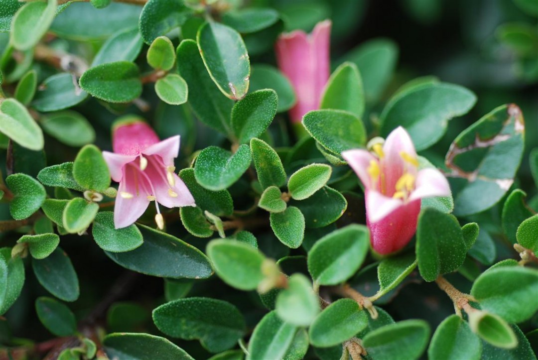 Correa reflexa x pulchella - DUSKY BELLS - Salmon Native Fuchsia