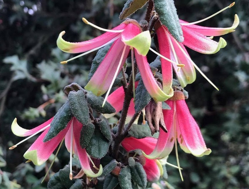 Correa reflexa - FLARED BELL - Native Fuchsia