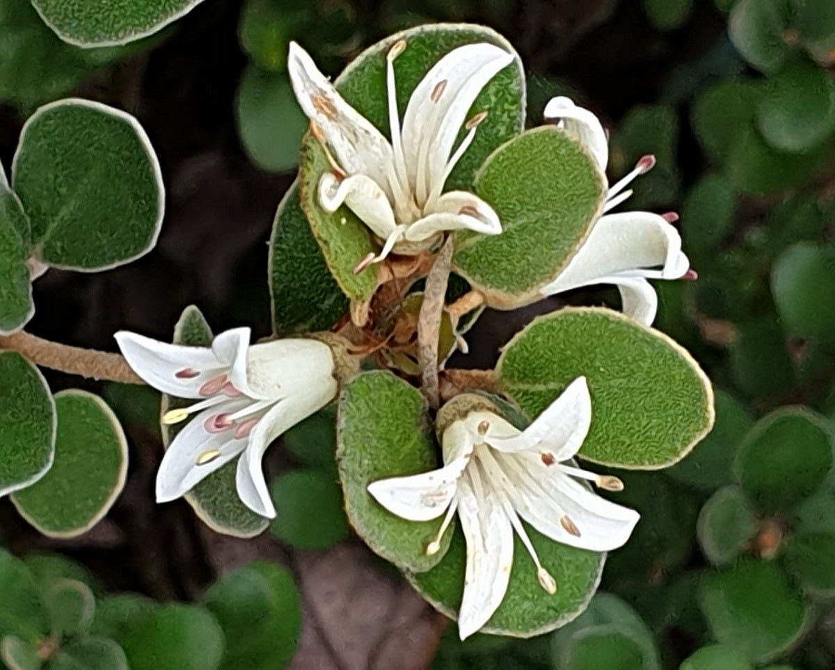 Correa alba - White Native Fuchsia