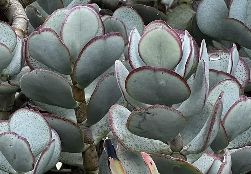 Cotyledon orbiculata - Round-Leafed Navel-Wort