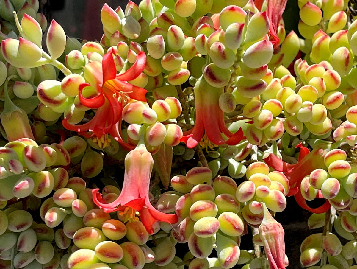 Cotyledon pendens - Cliff Cotyledon