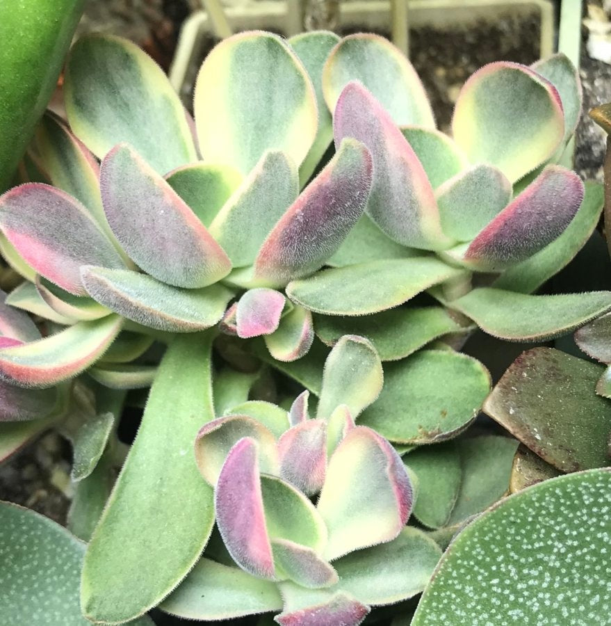Crassula atropurpurea - Purple Crassula