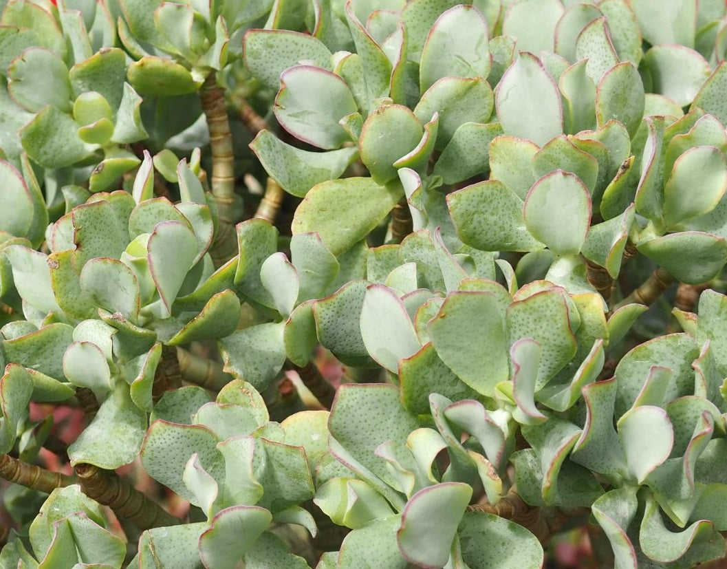 Crassula arborescens undulatifolia - BLUEBIRD - Ripple Jade