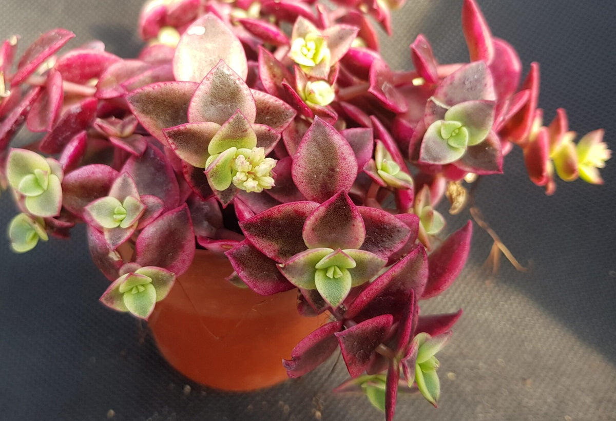 Crassula pellucida marginalis - Calico Kitten Plant