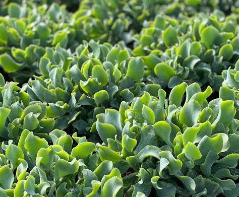 Crassula arborescens undulatifolia - MAX COOK - Ripple Jade