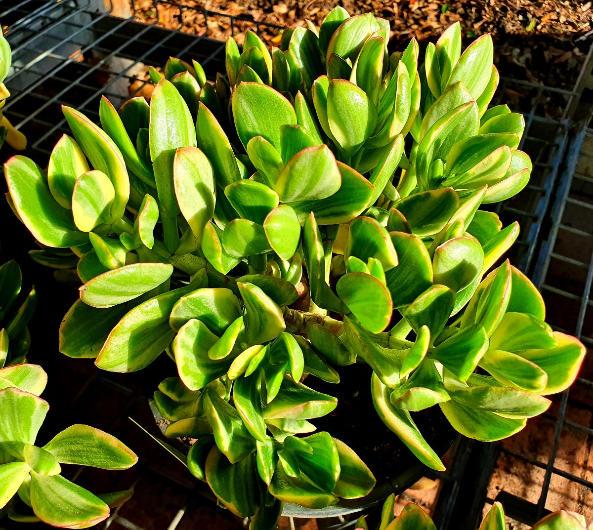 Crassula ovata - Variegated Jade Plant