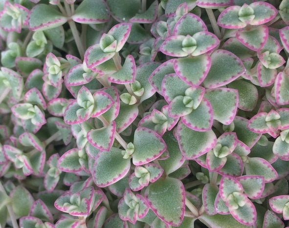 Crassula pellucida marginalis minima albovariegata - PETITE BICOLOUR