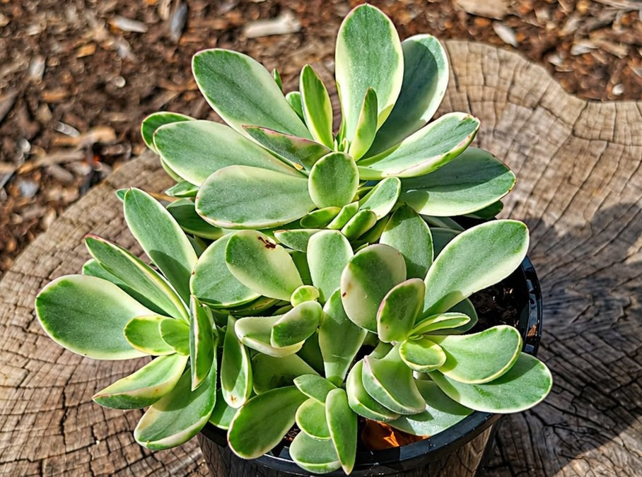 Crassula swaziensis - MONEY MAKER