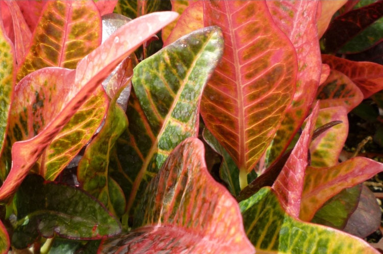 Codiaeum variegatum - EURA - Croton