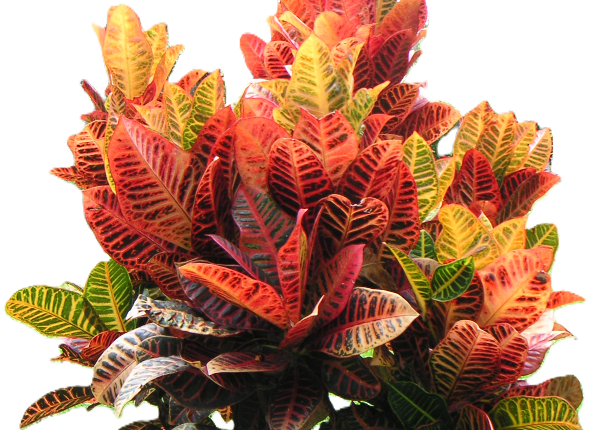 Codiaeum variegatum - PETRA - Croton