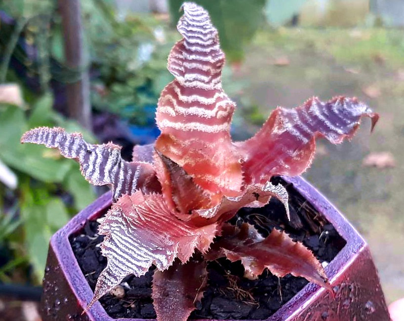 Cryptanthus bivittatus - Earth Star