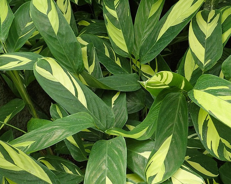 Ctenanthe lubbersiana - Golden Mosaic Bamburanta