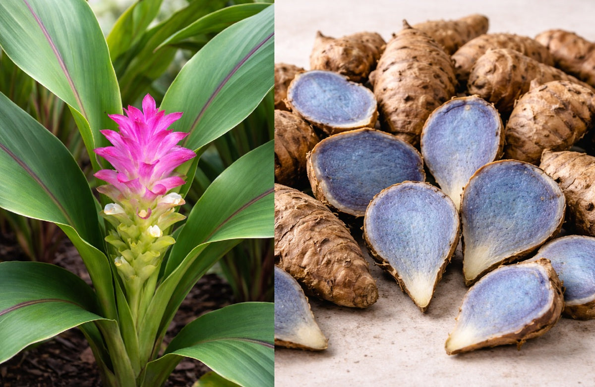 Curcuma caesia - Black Turmeric