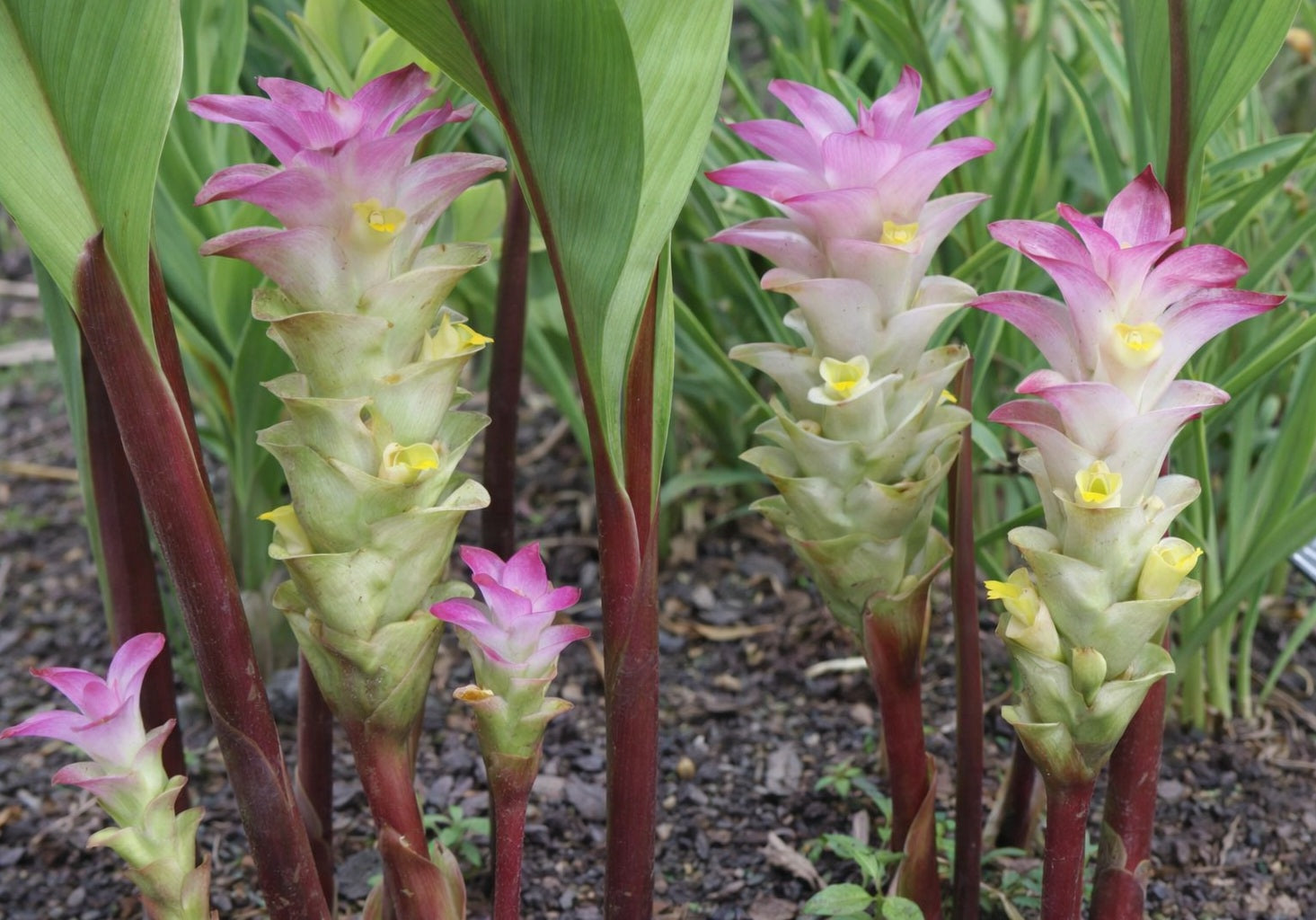 Curcuma rubescens - Ruby Ginger