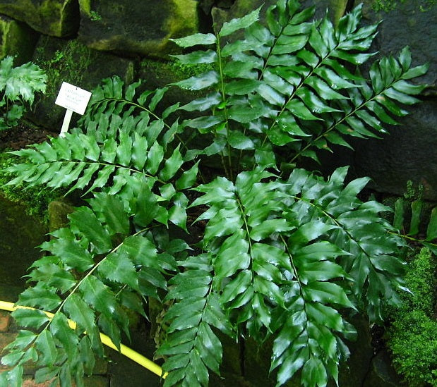 Cyrtomium falcatum - Holly Fern