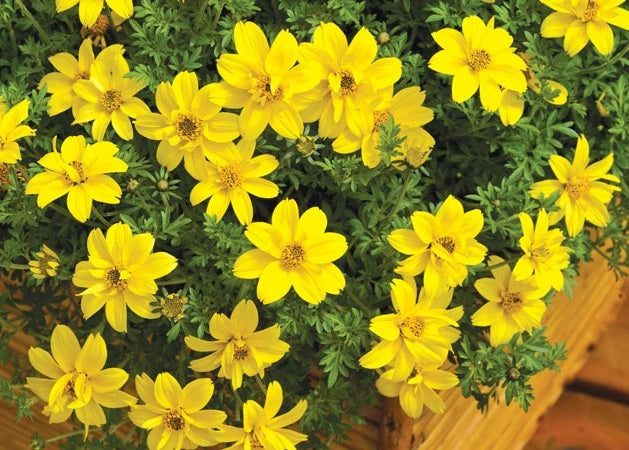 Bidens ferulifolia - MEXICAN GOLD - Apache Beggarticks