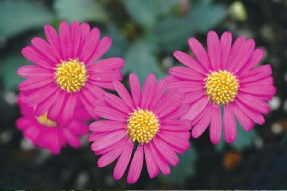Brachyscome formosa - PACIFIC REEF - Swan River Daisy 'Ramboreef' PBR