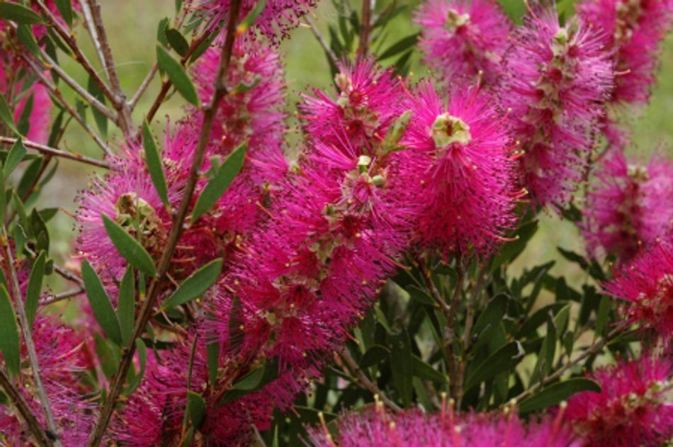 Melaleuca citrina - PURPLE SPLENDOUR - Lemon Bottlebrush