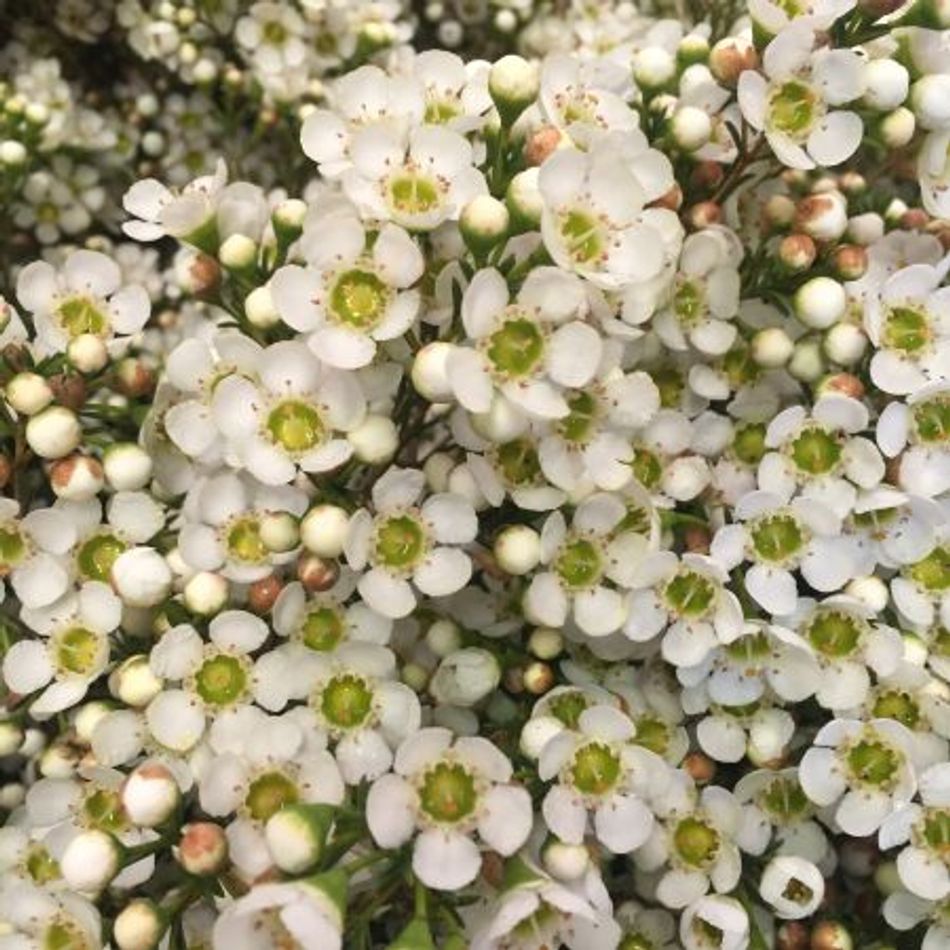 Chamelaucium megalopetalum - BATAVIAN PEARL - Large Waxflower 'WX 74' PBR