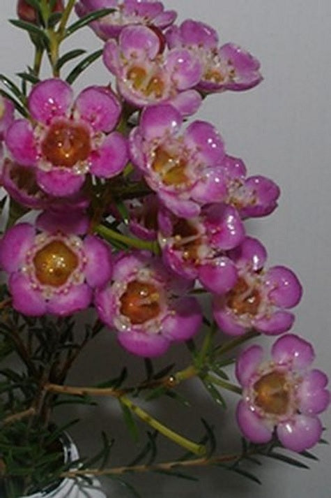 Chamelaucium - BIG PAINTED LADY - Geraldton Wax
