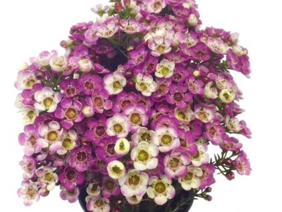 Chamelaucium - DEES DELIGHT - Geraldton Wax 'Dees Delight' PBR