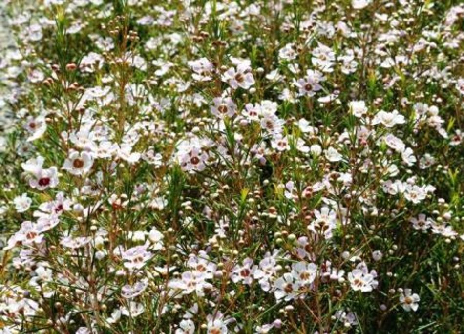 Chamelaucium uncinatum - DELLA - Geraldton Wax