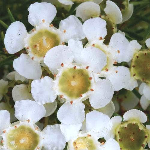 Chamelaucium uncinatum - ICE QUEEN - Geraldton Wax 'Ice Queen' PBR
