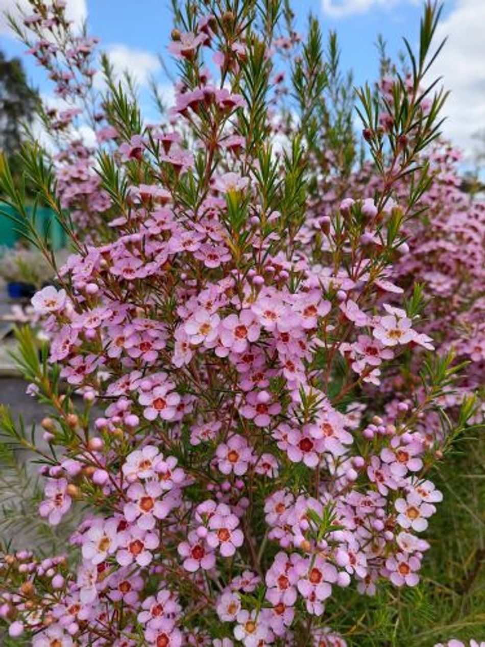 Chamelaucium - KERRYN - Geraldton Wax 'Kerryn' PBR