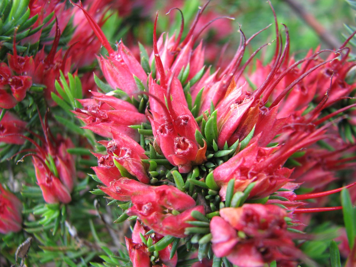 Darwinia grandiflora - Spreading Mountain Bells