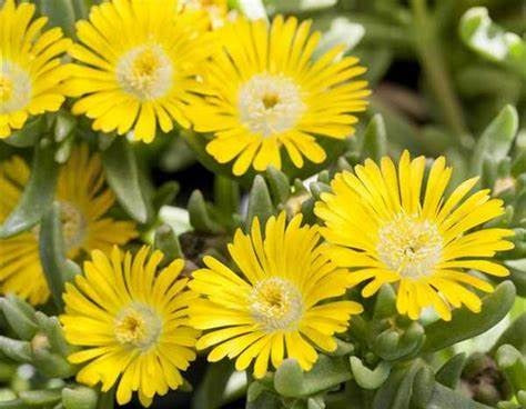 Delosperma - Wheels of Wonder™ GOLDEN - Ice Plant