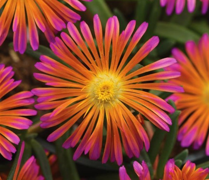 Delosperma cooperi - Ocean Sunset™ ORANGE GLOW - Ice Plant