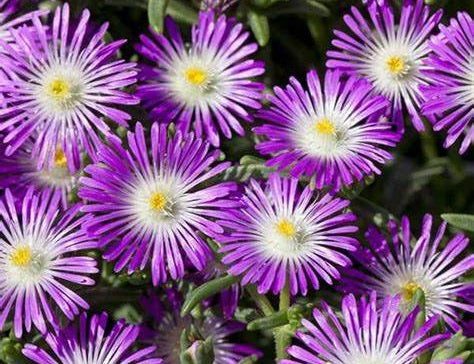 Delosperma - Wheels of Wonder™ VIOLET - Ice Plant