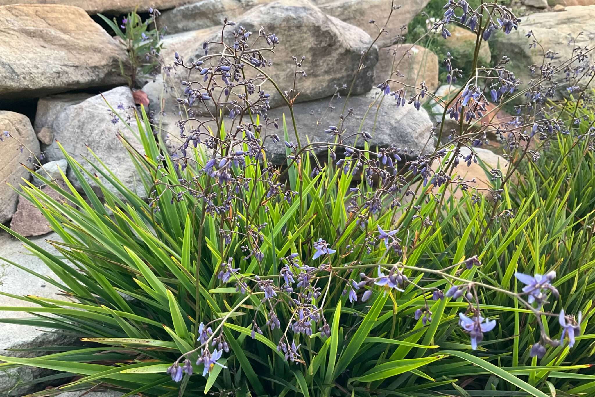 Dianella caerulea - BABY BREEZE™ - Blue Flax Lily 'DCNC3' PBR