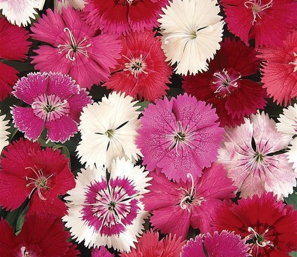 Dianthus caryophyllus - IDEAL SELECT Mixed - Sweet William