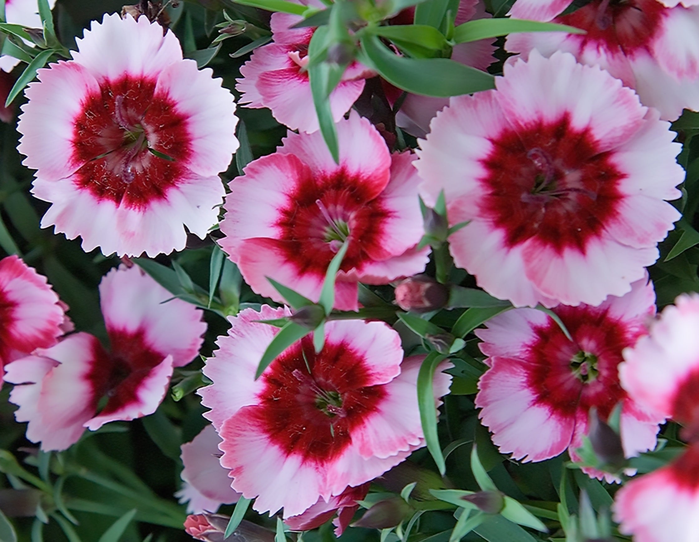 Dianthus chinensis - Super Parfait™ RASPBERRY - China Pink