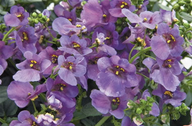 Diascia barberae - Piccadilly™ DENIM BLUE - Twinspur