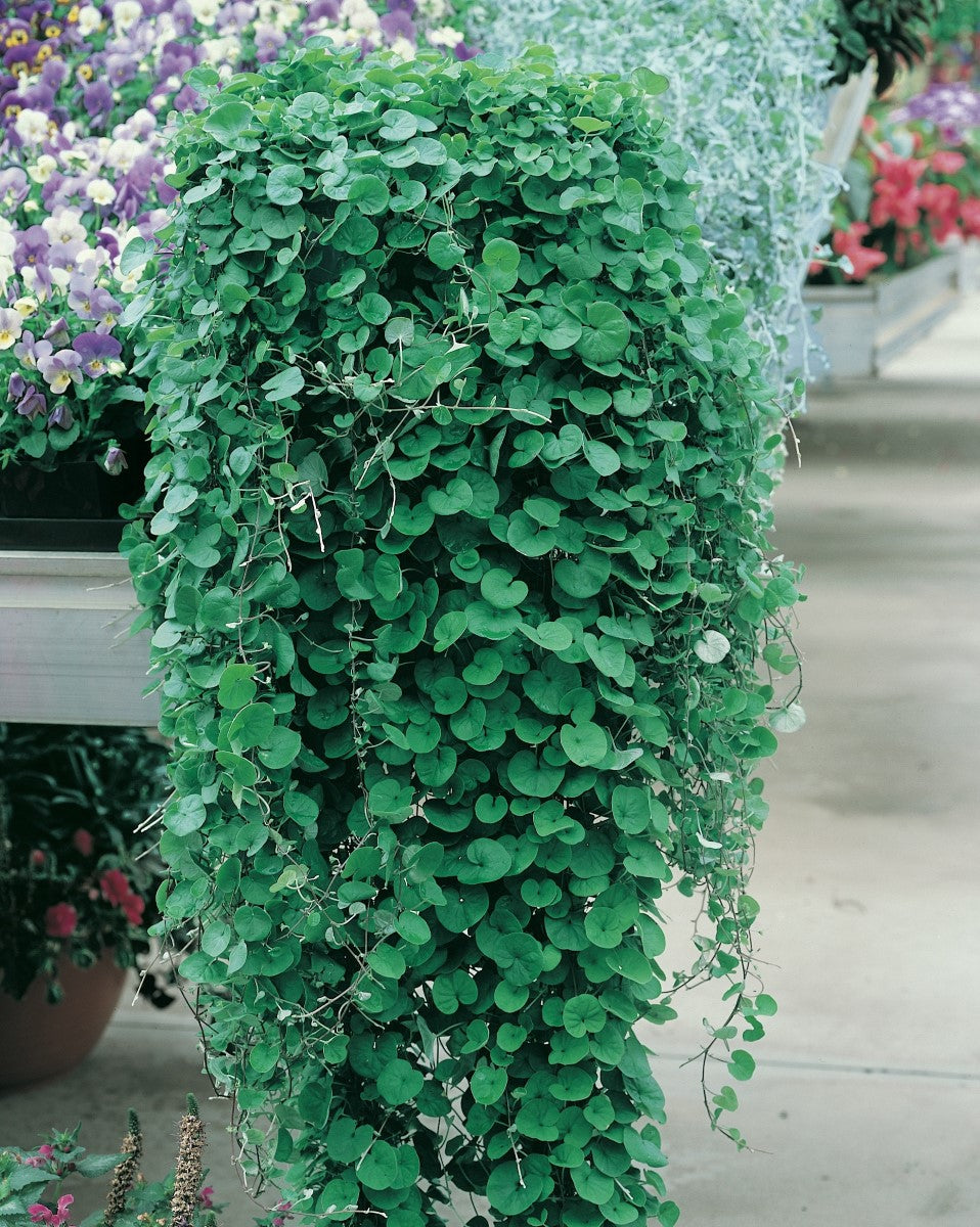 Dichondra repens - EMERALD FALLS - Kidney Weed