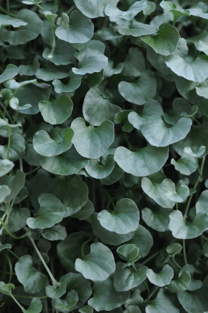 Dichondra argentea - SILVER FALLS - Silver Ponysfoot Hanging Basket